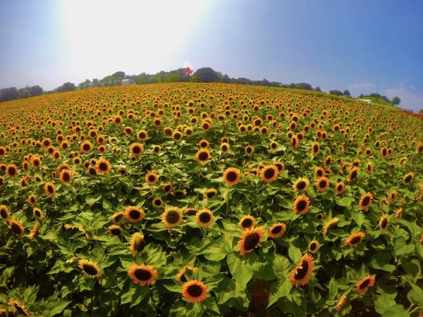 8万本のひまわり畑 8万本のひまわり畑